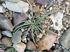 Littorella uniflora