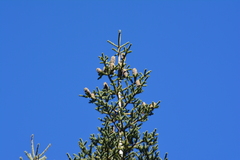 Abies vejarii