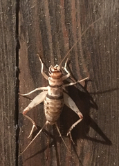 Gryllodes sigillatus