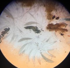 Podospora dakotensis