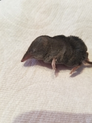 Sorex ornatus