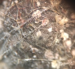 Podospora dakotensis