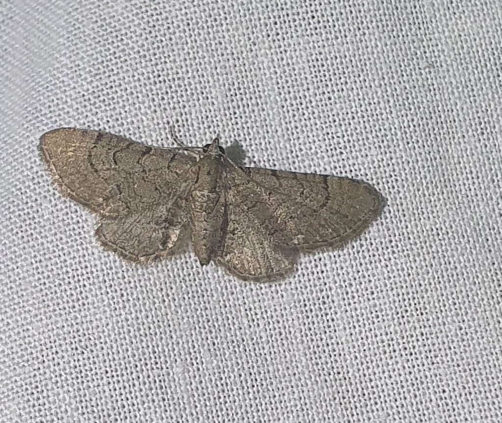 Eupithecia alliaria