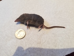 Sorex ornatus
