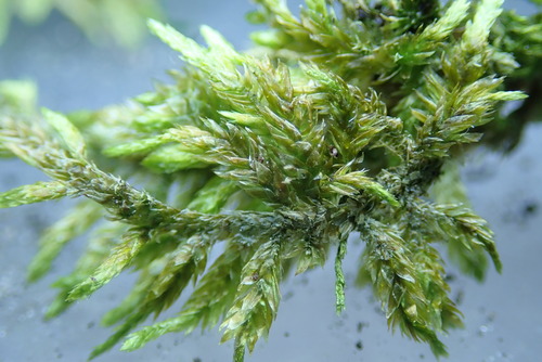 Image of Entodon cladorrhizans by no rights reserved