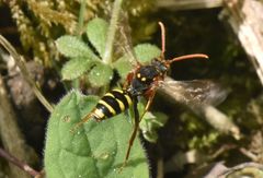 Nomada marshamella