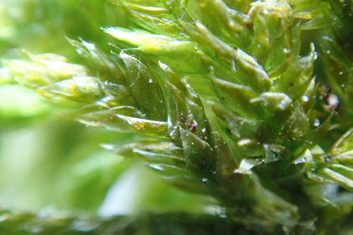 Image of Entodon cladorrhizans by no rights reserved
