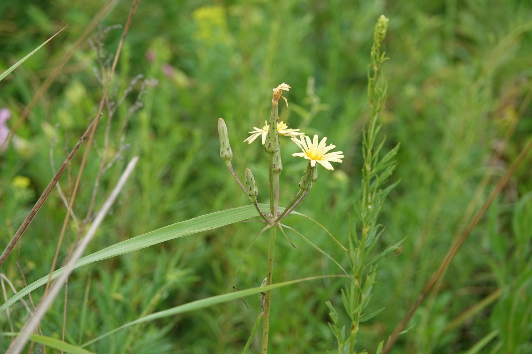 Scorzonera albicaulis