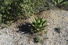 Agave gentryi