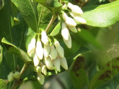 Tricalysia sonderiana