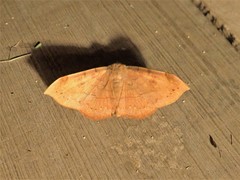 Hemeroplanis scopulepes