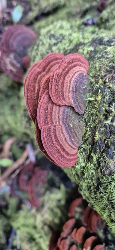 Cyclomyces setiporus observed 2025-07-13