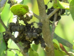 Tricalysia sonderiana