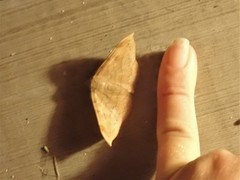 Hemeroplanis scopulepes