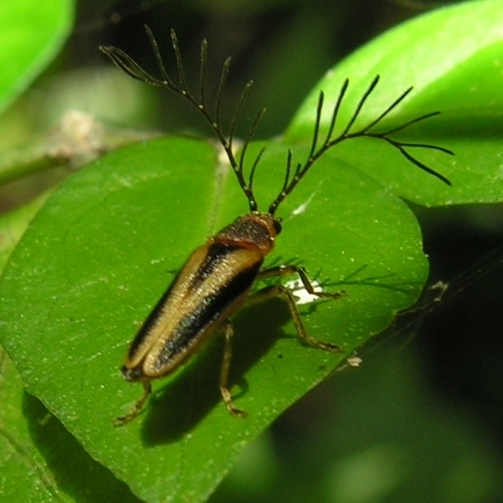 Harmatelia bilinea
