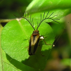 Harmatelia bilinea