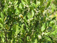 Tricalysia sonderiana