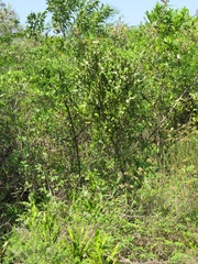 Tricalysia sonderiana