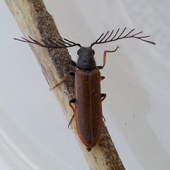 Plastocerus angulosus
