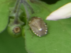 Holcostethus sphacelatus