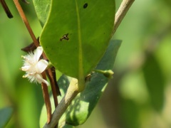Tricalysia sonderiana