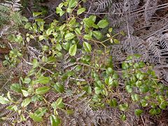 Rubus australis