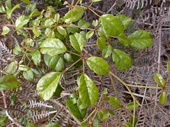 Rubus australis
