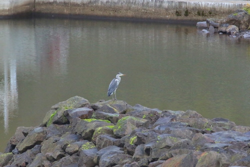Siva čaplja (Ardea cinerea)