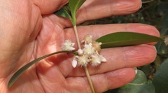 Tricalysia sonderiana
