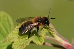 Andrena scotica
