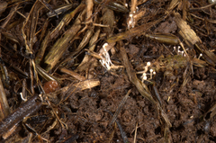 Symphyosirinia chaerophylli