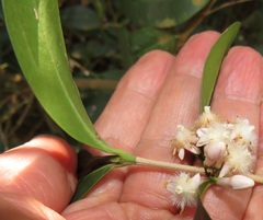 Tricalysia sonderiana