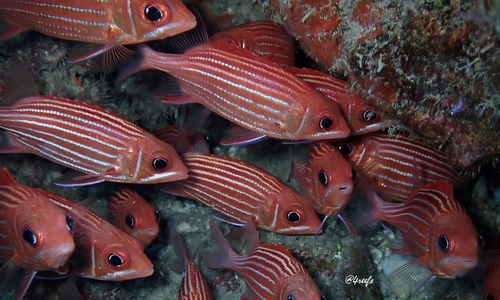 Sargocentron xantherythrum observed 2019-10-05