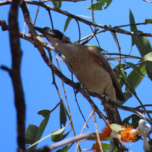 Silver-crowned Friarbird (Philemon argenticeps)