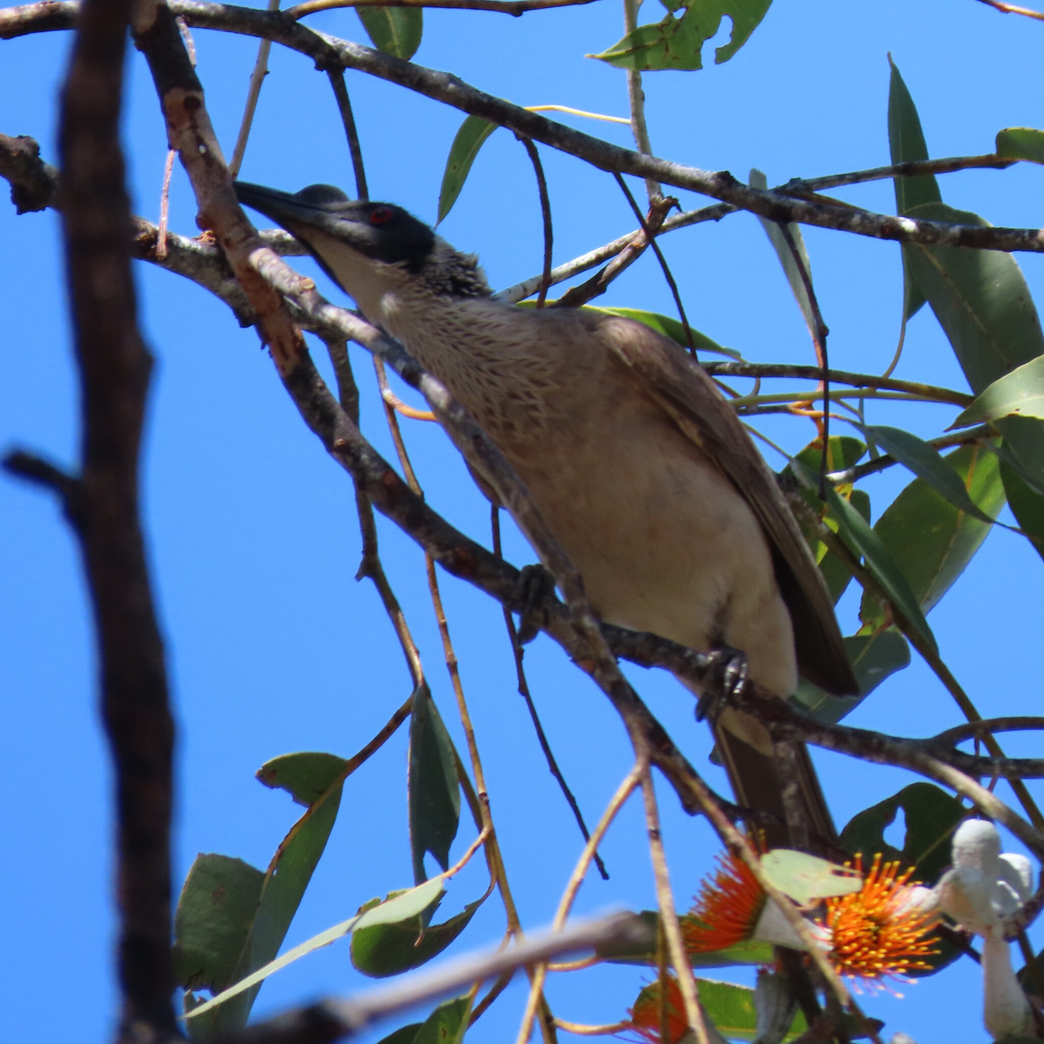 Silver-crowned Friarbird (Philemon argenticeps), photo 1