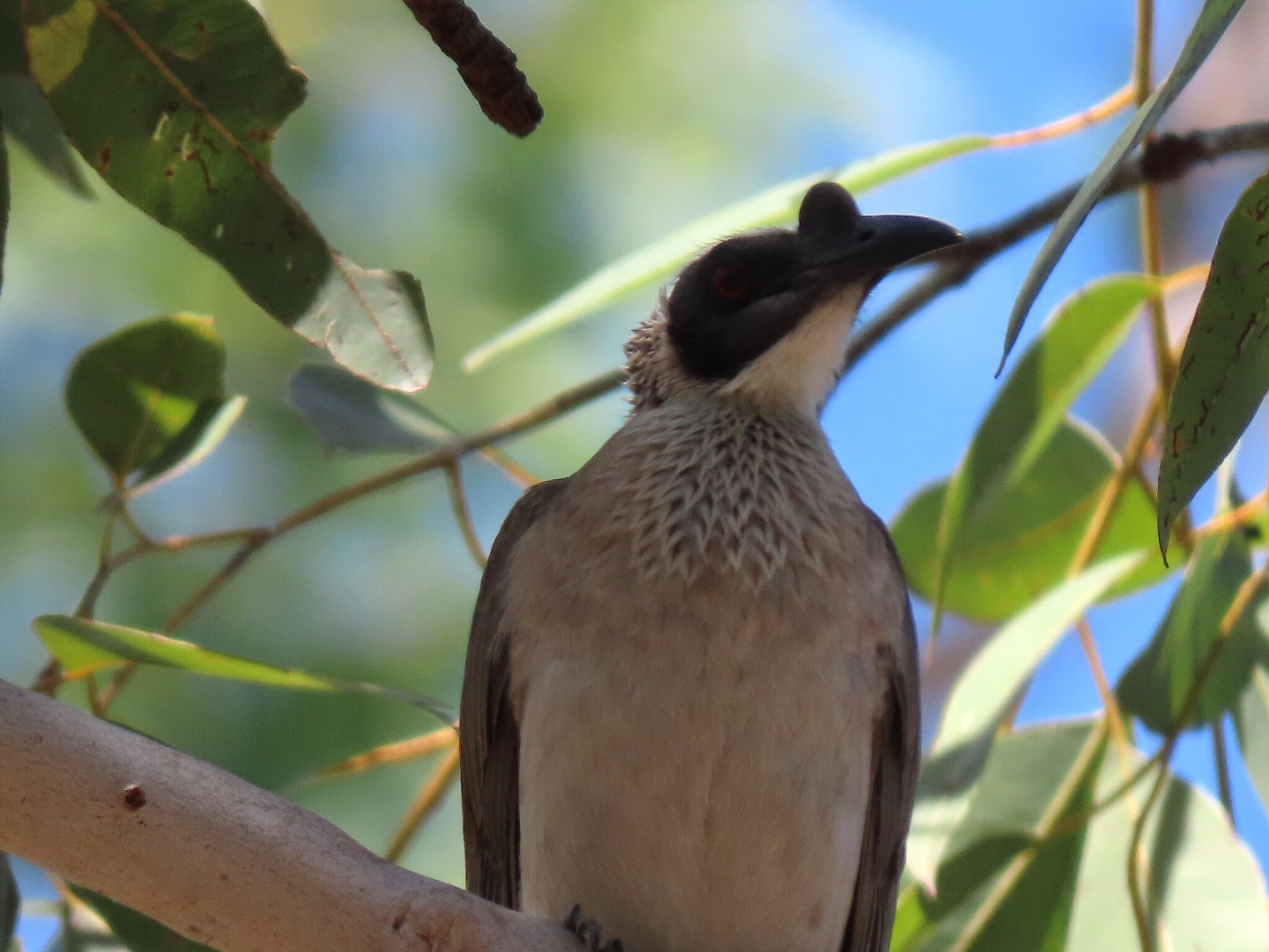 Silver-crowned Friarbird (Philemon argenticeps), photo 2