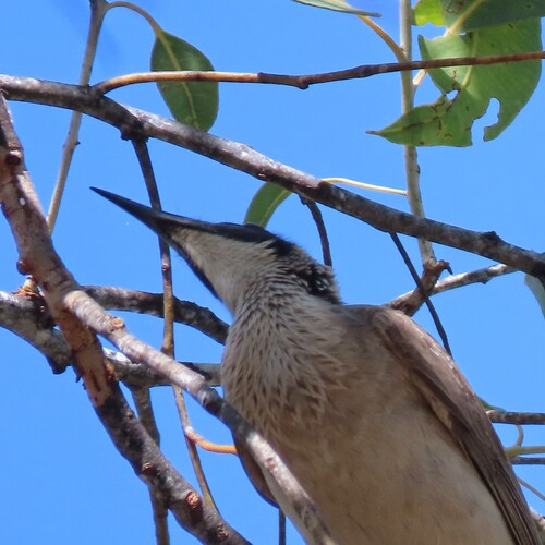 Silver-crowned Friarbird (Philemon argenticeps), photo 6