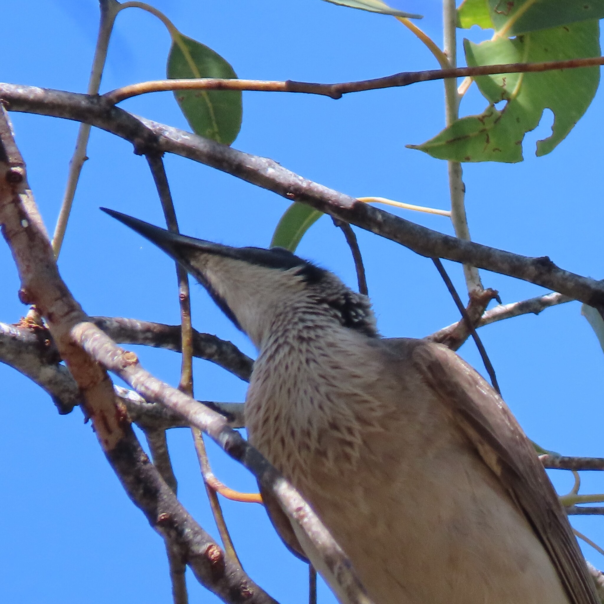 Silver-crowned Friarbird (Philemon argenticeps), photo 5