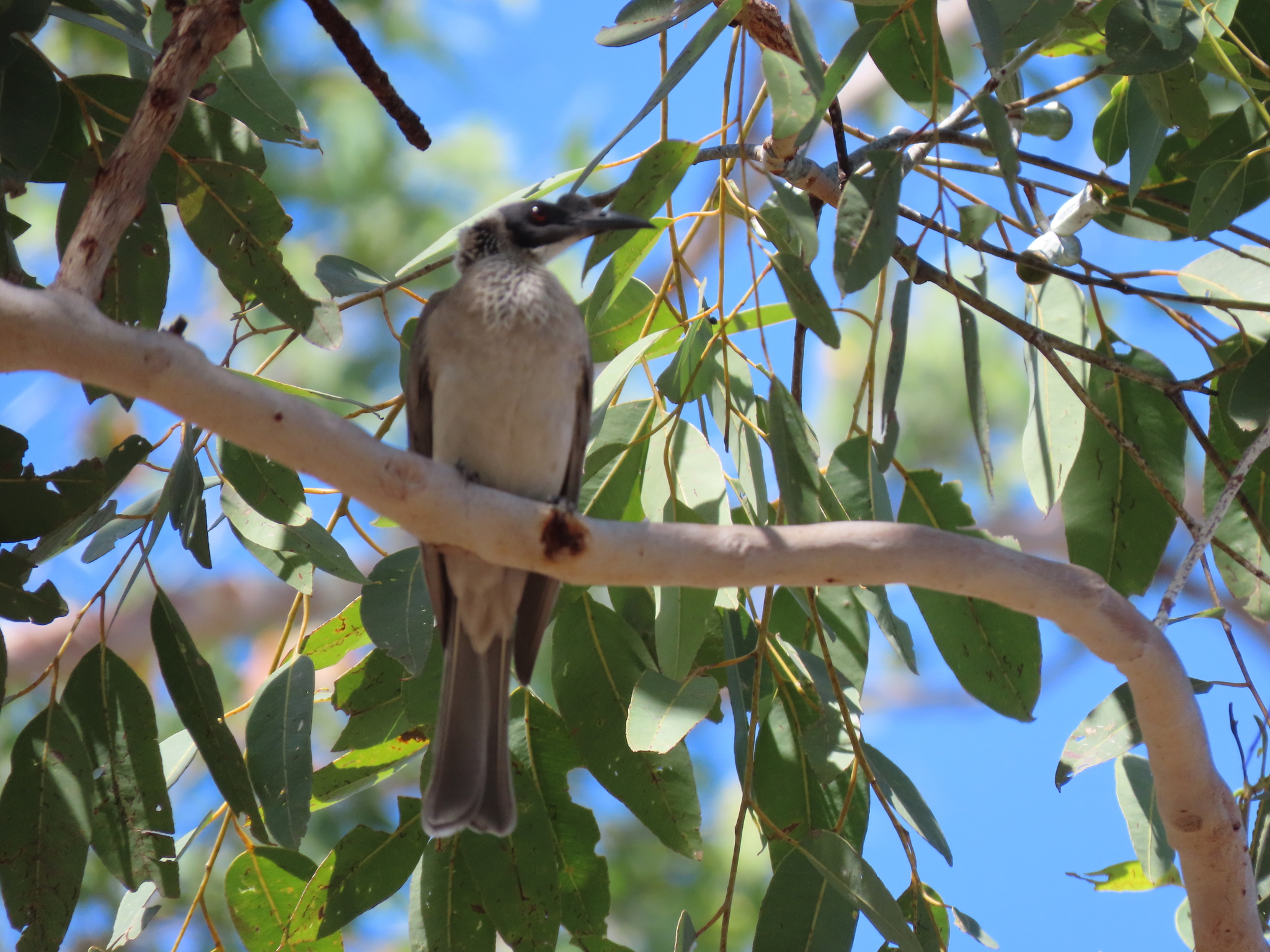 Silver-crowned Friarbird (Philemon argenticeps), photo 3
