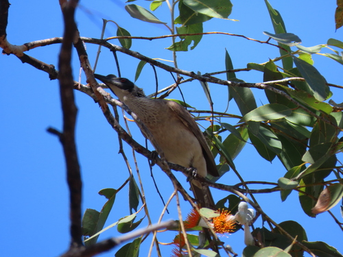 Silver-crowned Friarbird (Philemon argenticeps), photo 5