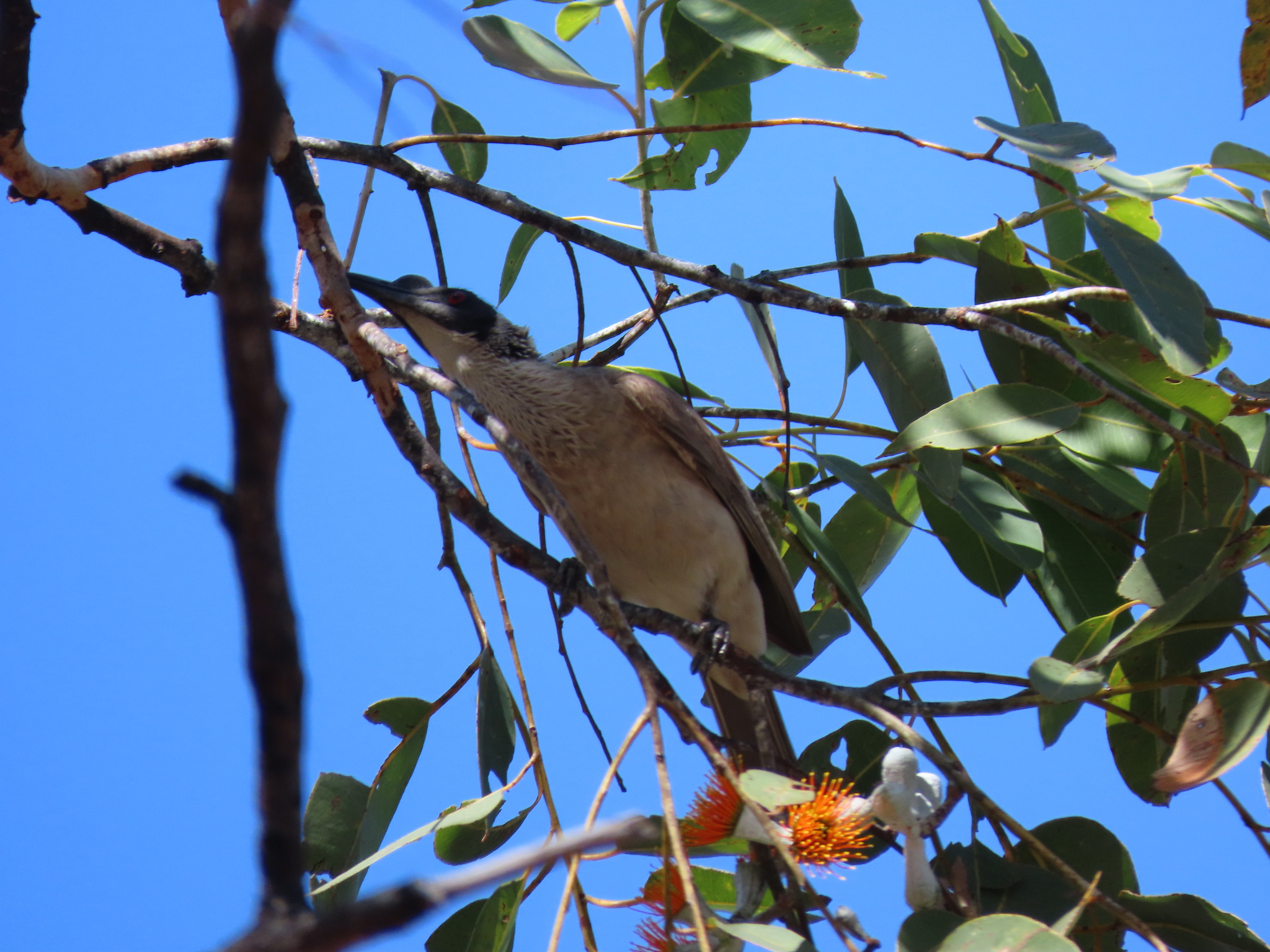 Silver-crowned Friarbird (Philemon argenticeps), photo 4