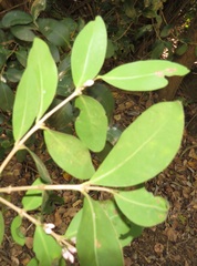 Tricalysia sonderiana