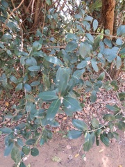 Tricalysia sonderiana