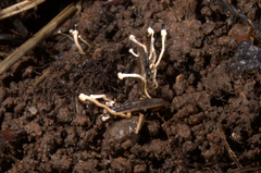 Symphyosirinia chaerophylli