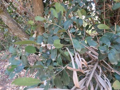 Tricalysia sonderiana