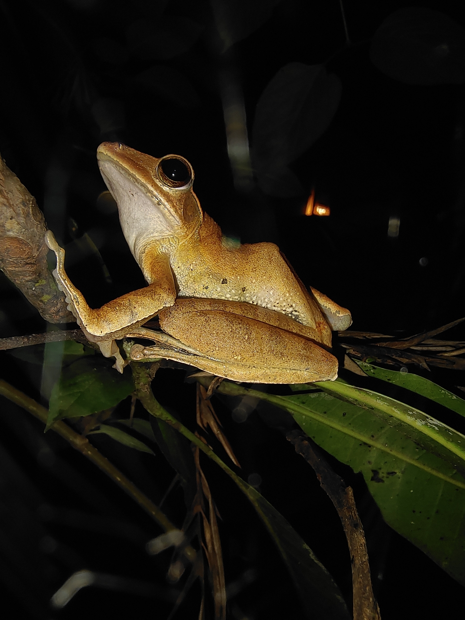 Nagercoil Whipping Frog