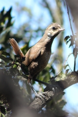 Pteroptochos megapodius