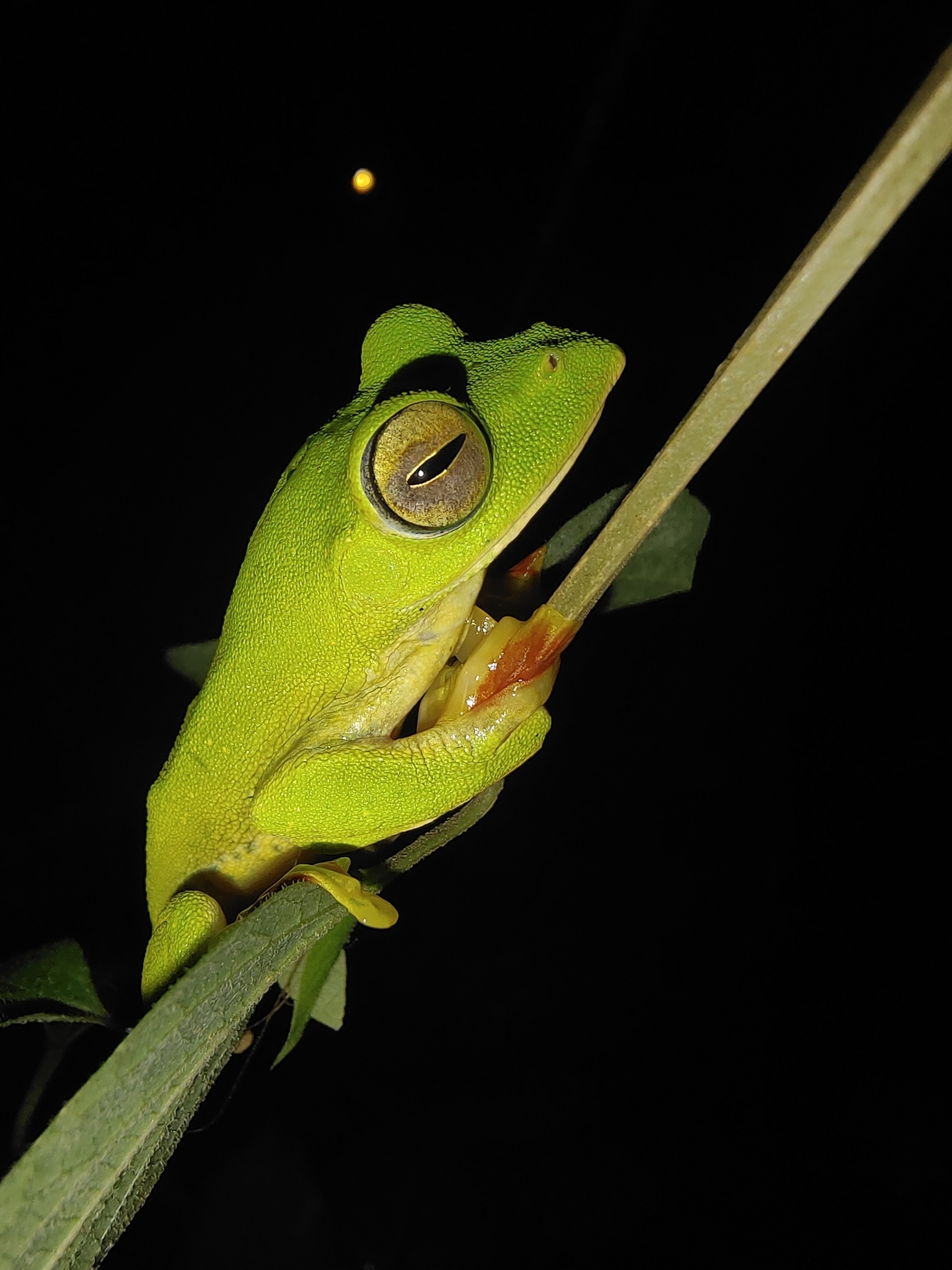 Malabar Gliding Tree Frog
