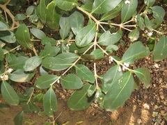 Tricalysia sonderiana