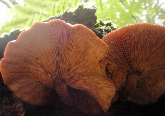 Lentinula novae-zelandiae image